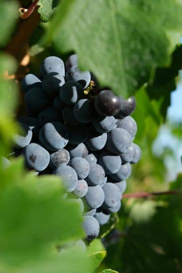 Grappe de raisin noir dans les vignes du Château Grand Brun